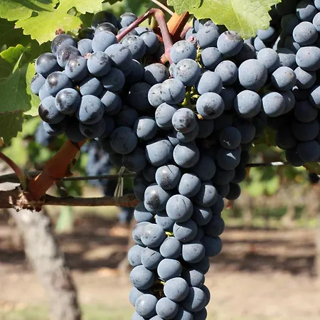 Vakantiehuis La Ferme - Chateau Le Noble Saint-Germain-du-Puch