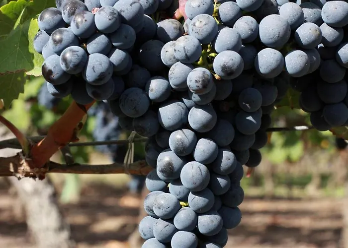 Semesterbostad La Ferme - Chateau Le Noble Saint-Germain-du-Puch